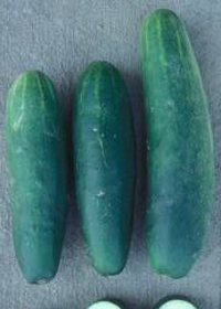 Cucumis sativus 'Mideast Prolific'